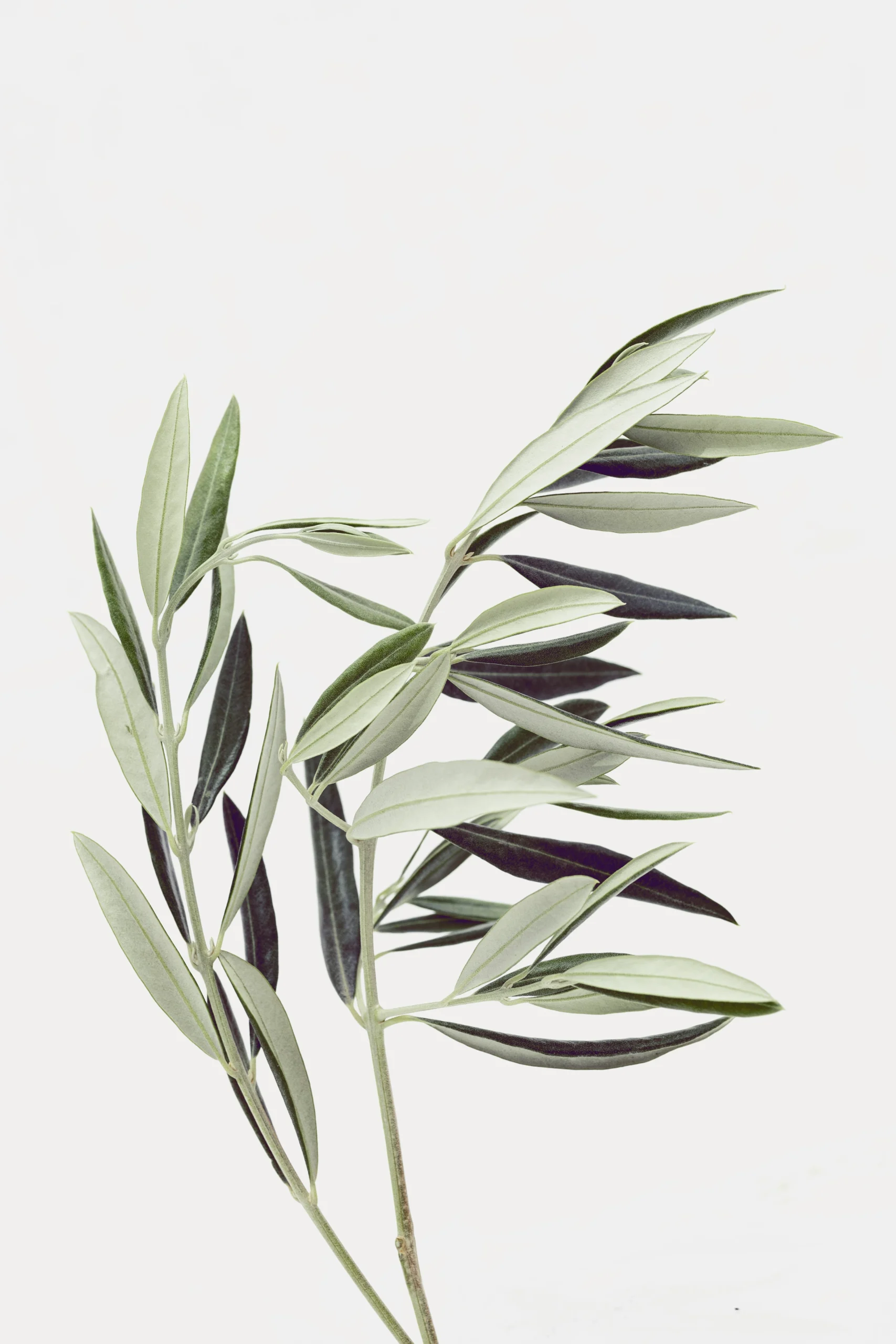 Variedades de aceitunas aliñadas